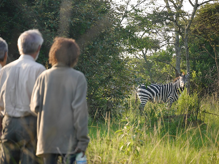 Zebra Pirsch im Mburo Nationalpark